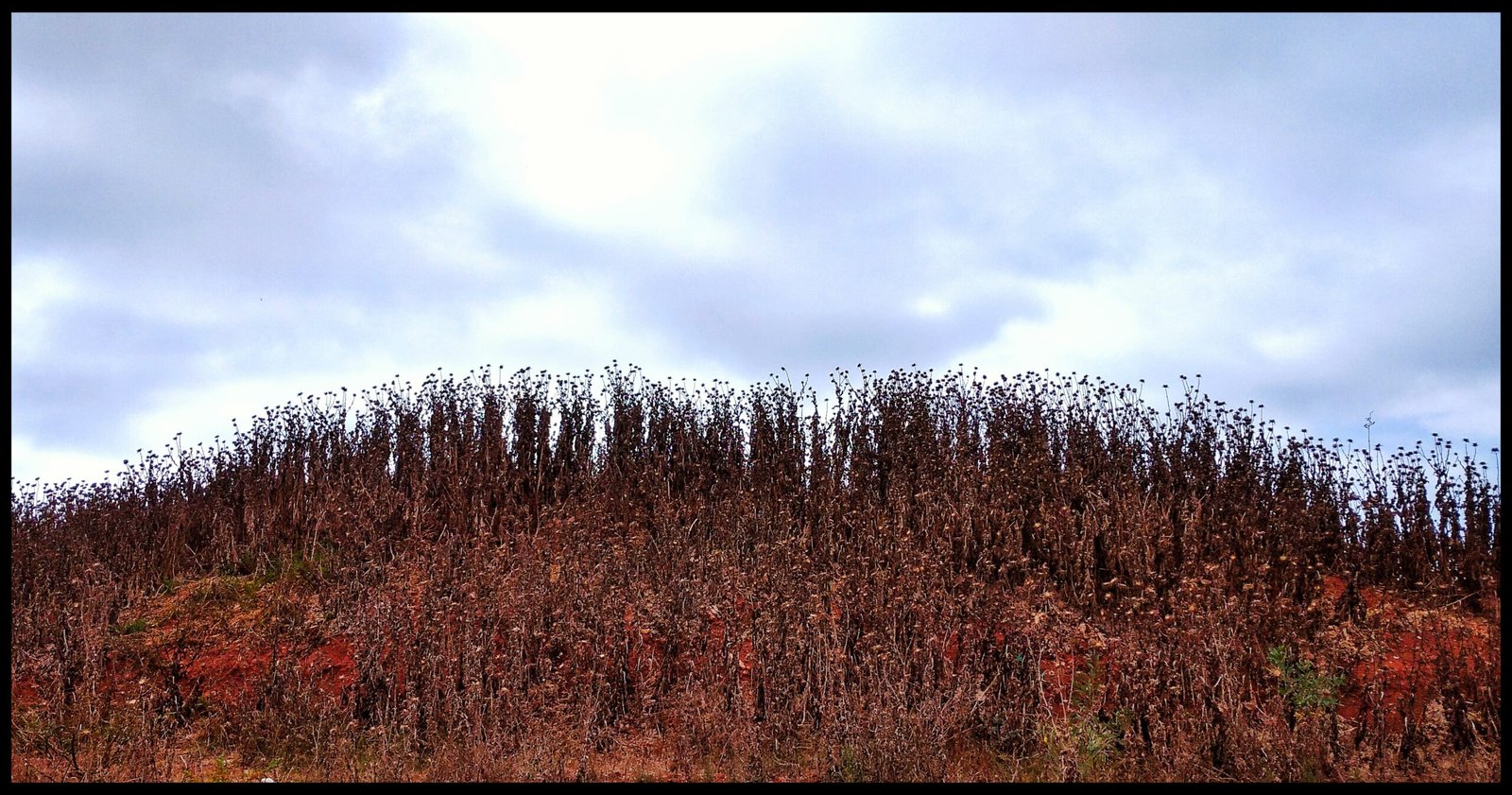 Natural view