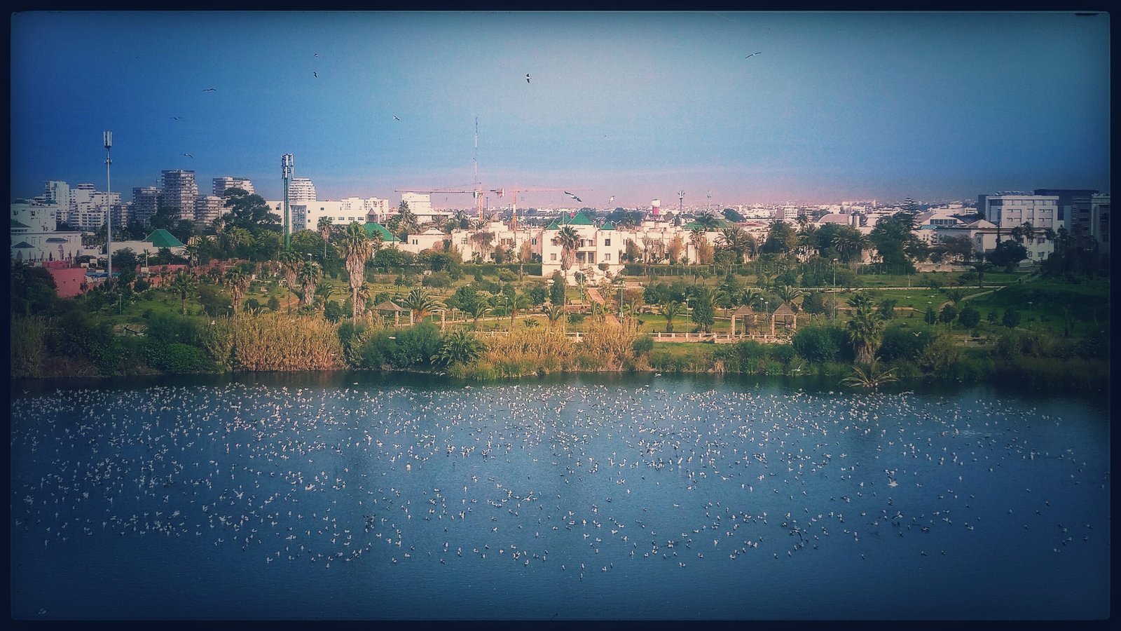 Natural view and birds meeting